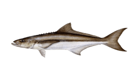 640x427-Tuna-Bigeye-NOAAFisheries.png