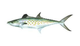 640x427-StripedBass-NOAAFisheries.png